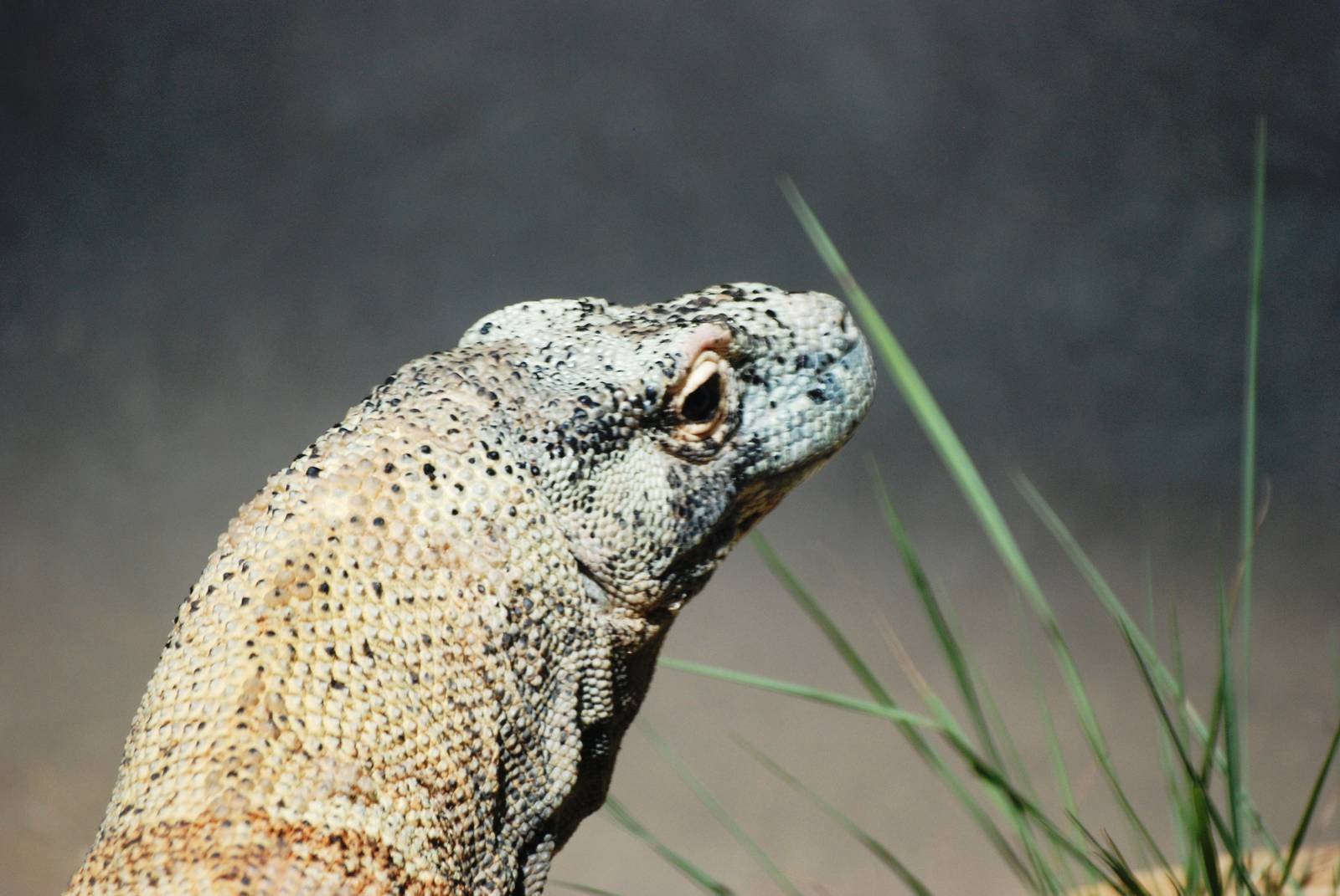 Komodo Dragon at Jacksonville, 10/10/13