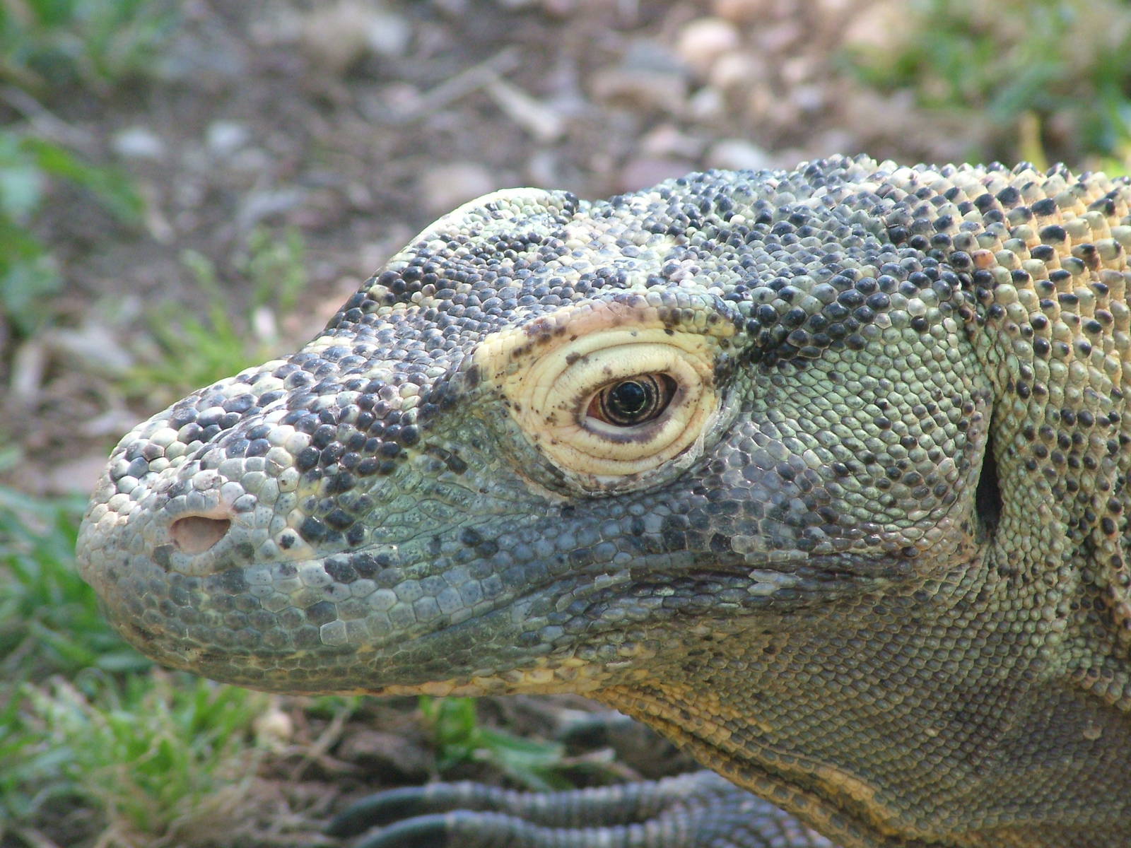 Komodo Dragon at Lisbon Zoo, 24/05/11
