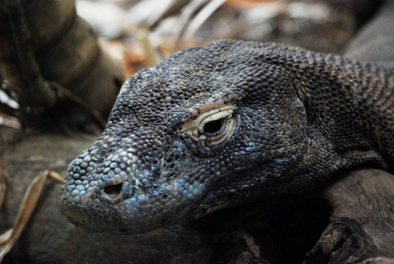 Komodo Dragon at London, 17/03/12