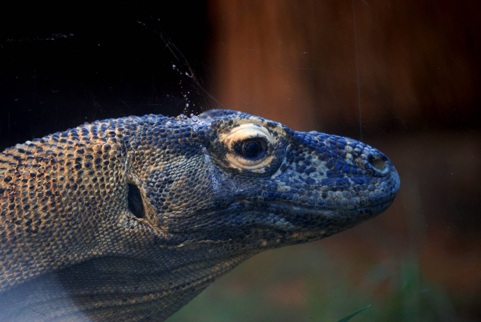 Komodo Dragon at St. Augustine, 11/10/13