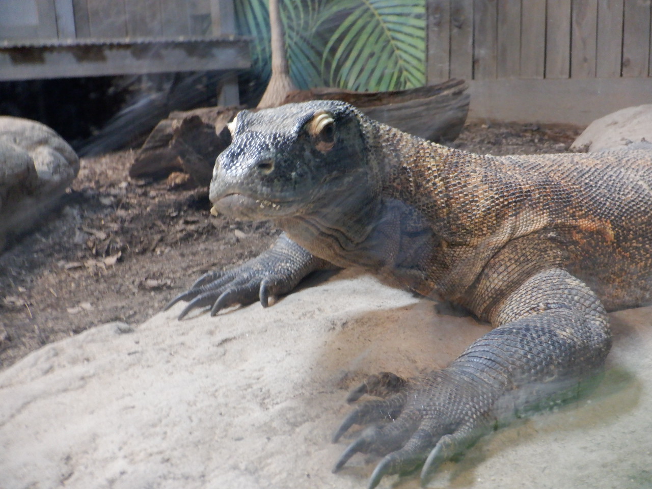 Komodo Dragon at the Greensboro Science Center