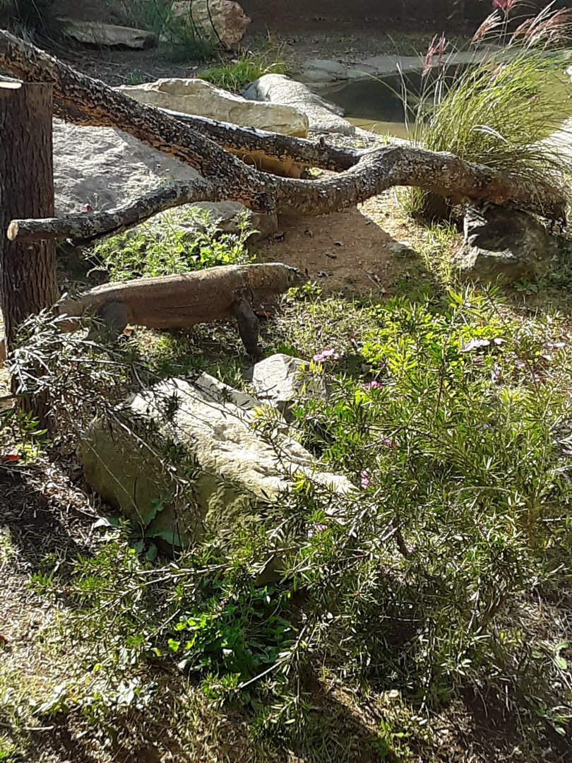 Komodo Dragon at the Greensboro Science Center