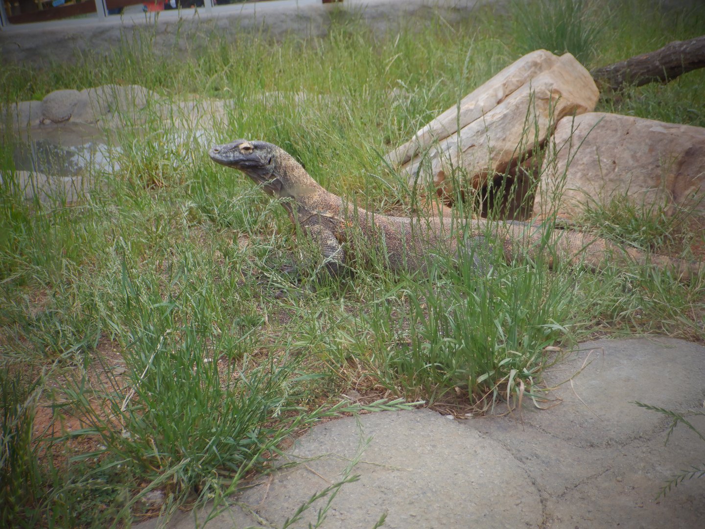 Komodo Dragon at the Greensboro Science Center