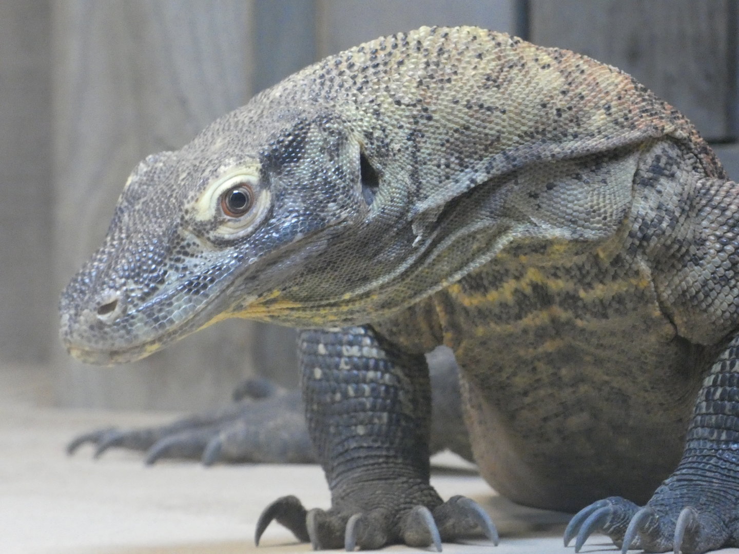 Komodo Dragon at the Greensboro Science Center