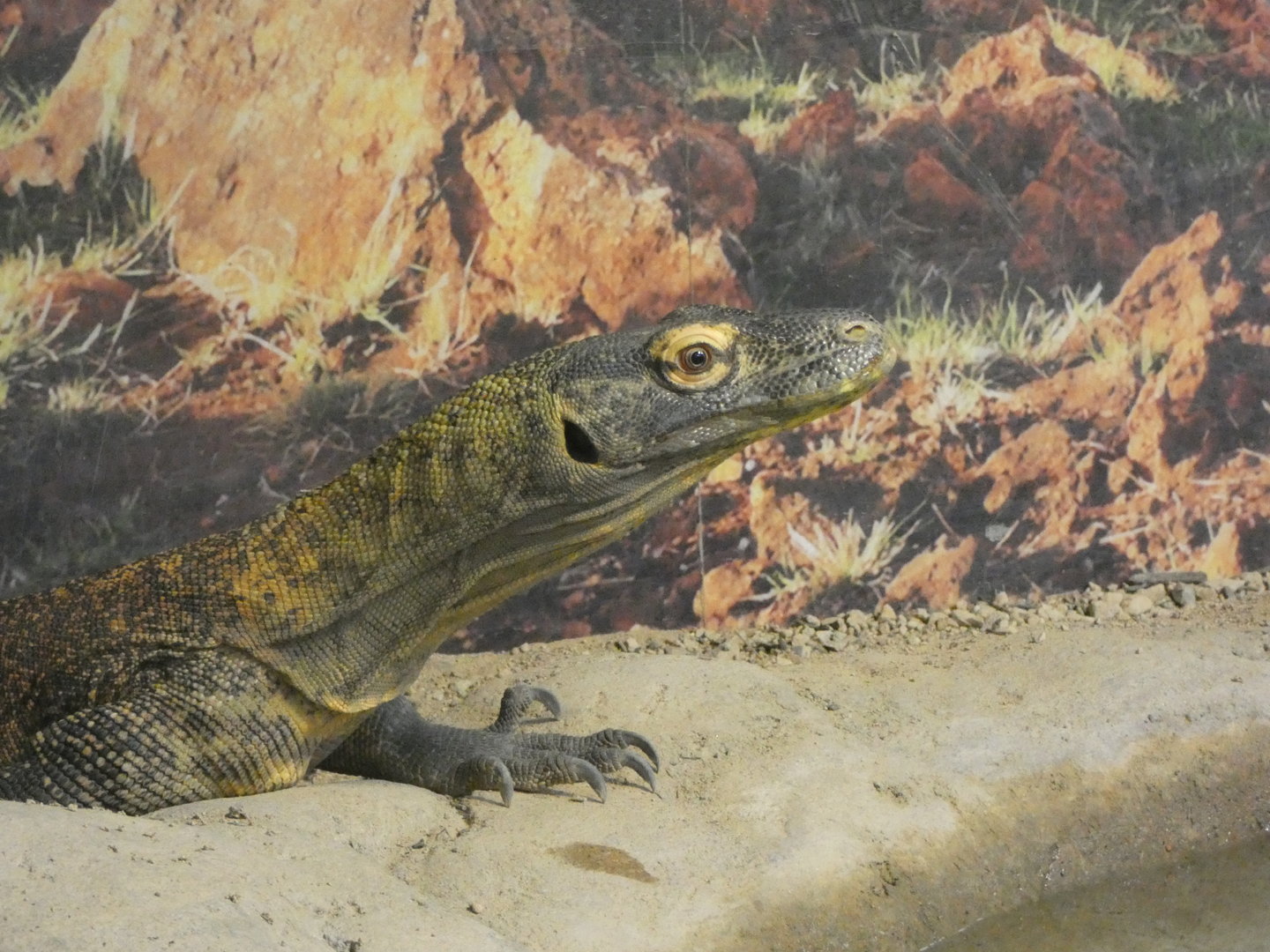 Komodo Dragon at the Greensboro Science Center