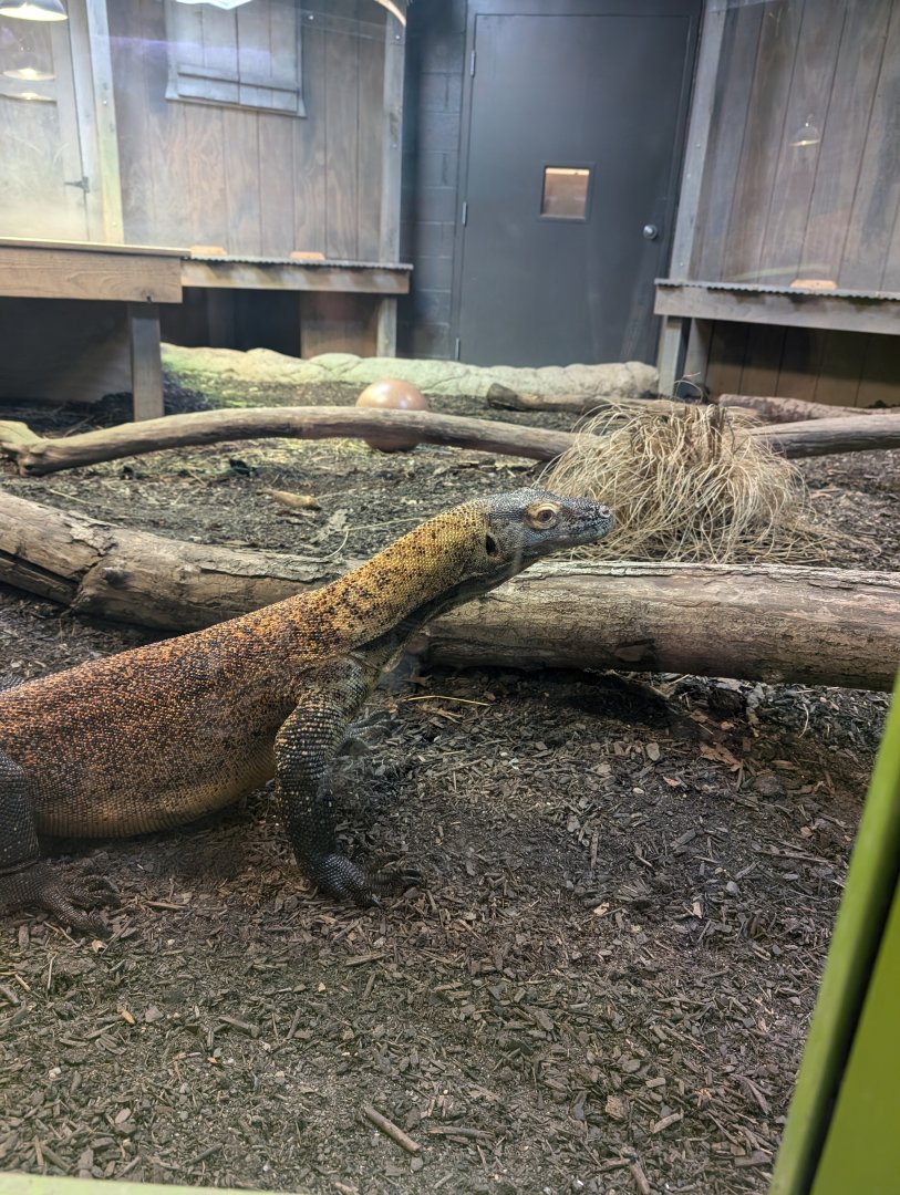 Komodo Dragon at the Greensboro Science Center