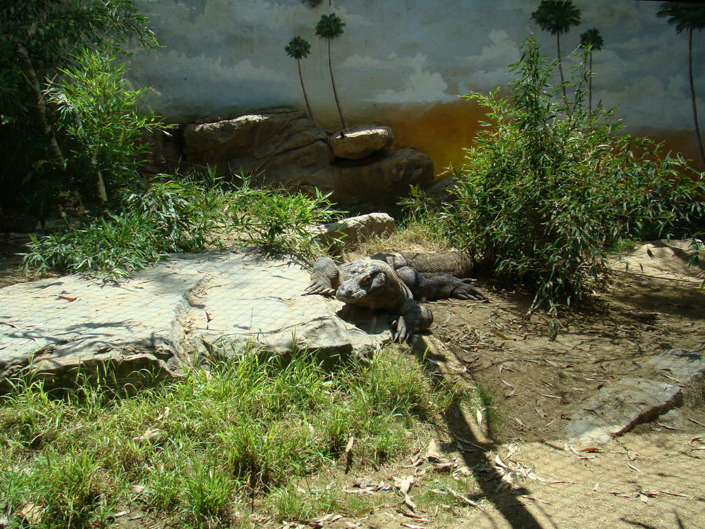 Komodo Dragon at the Los Angeles Zoo