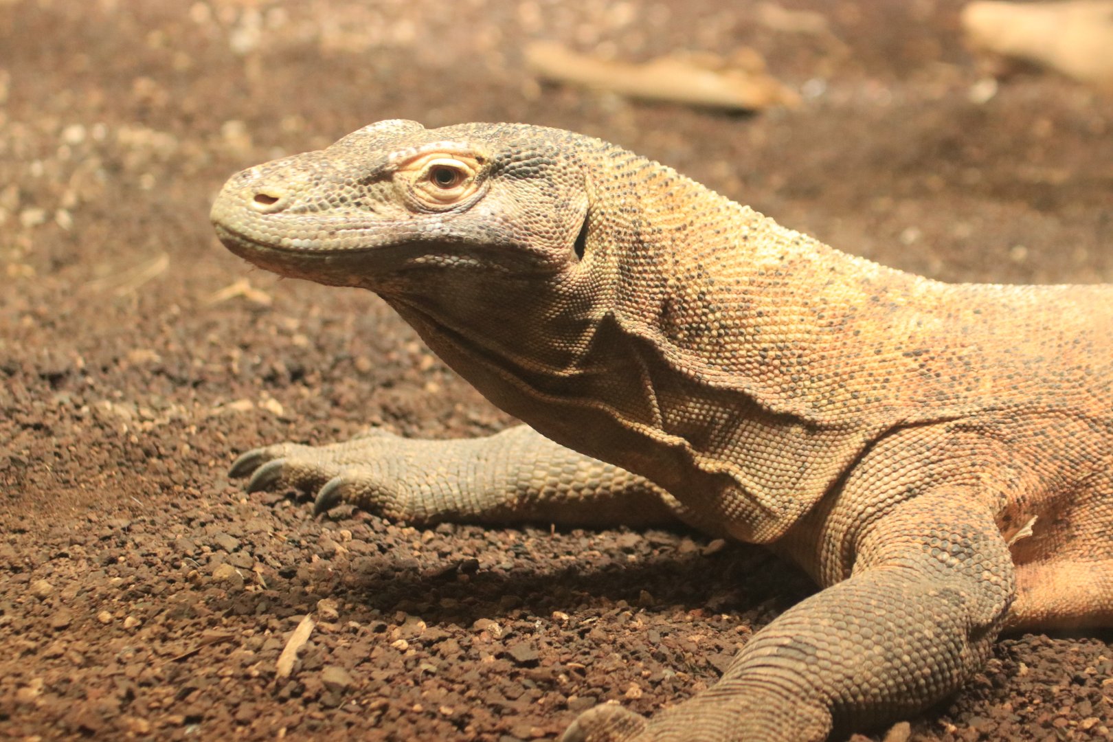 Komodo dragon (August 2019)