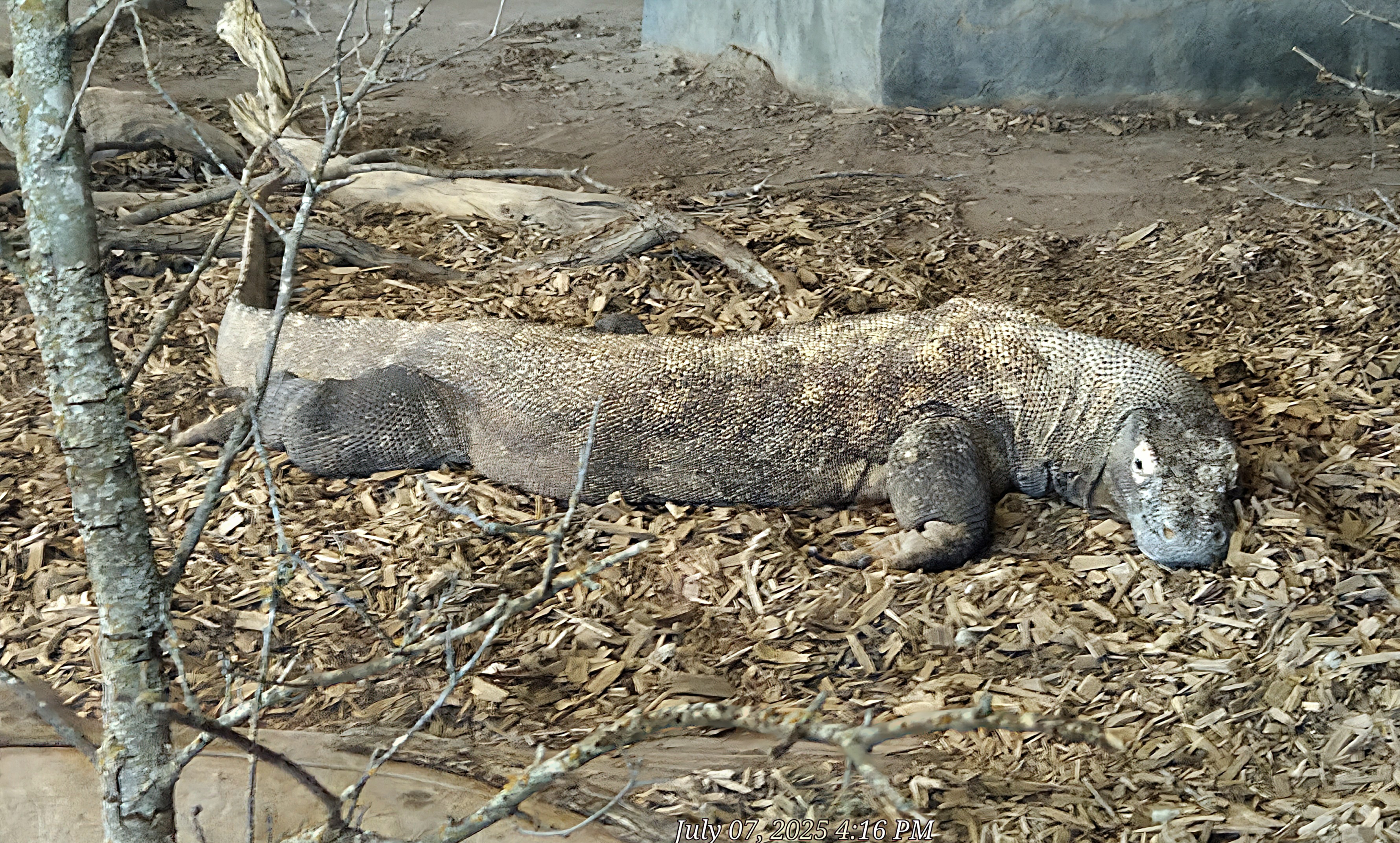 Komodo Dragon - Cameron Park Zoo