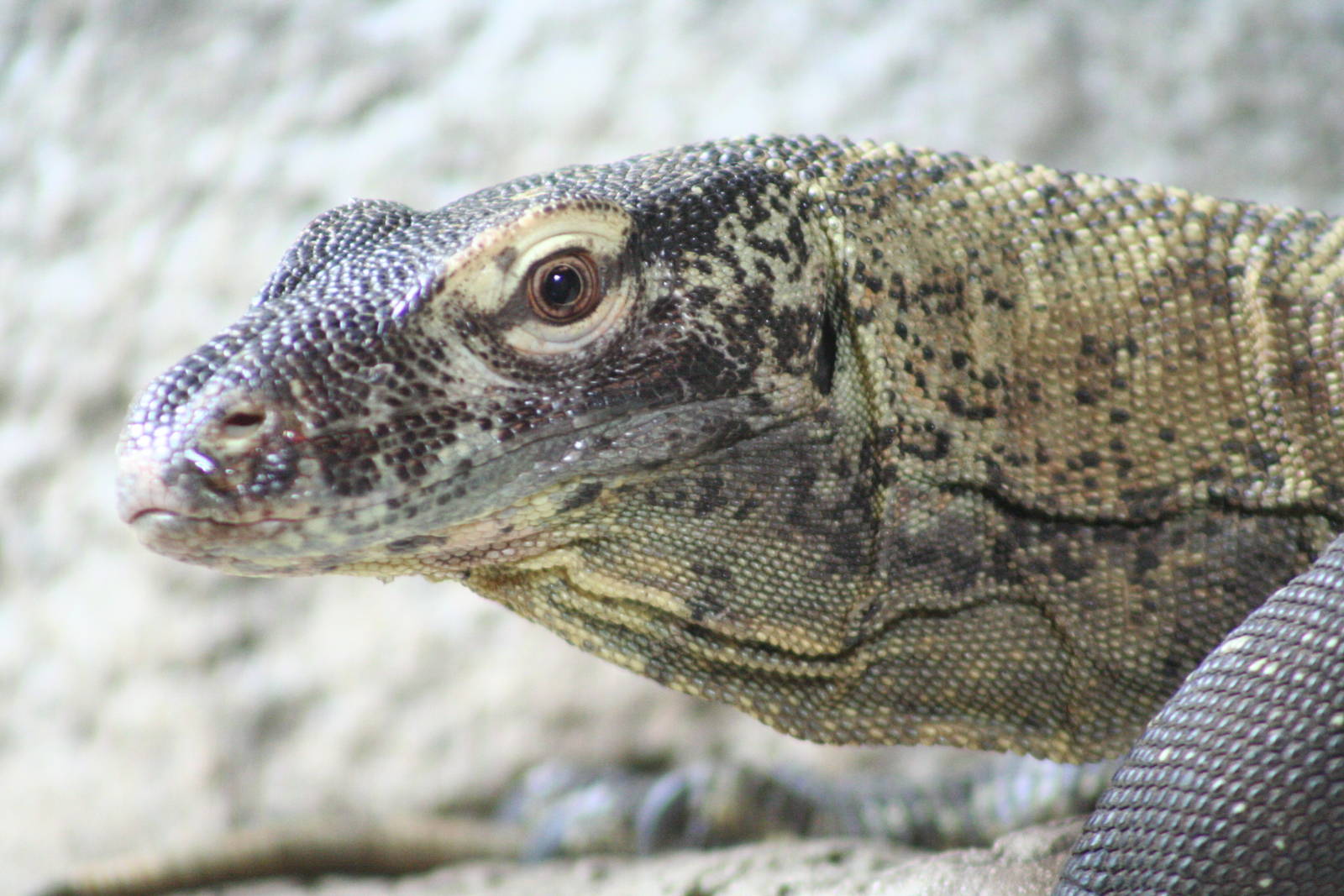 Komodo Dragon @ Chester; 04.07.2015