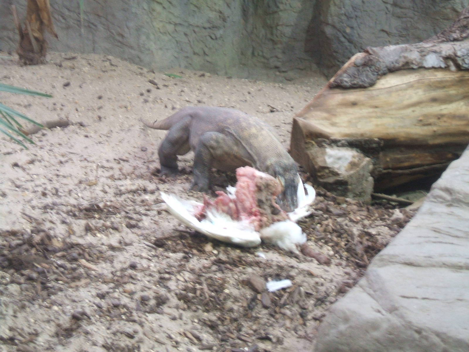 Komodo Dragon, Chester Zoo, 2007