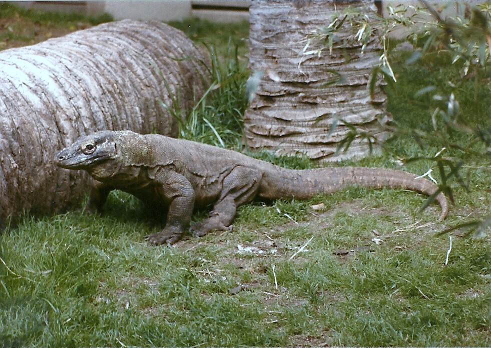 Komodo Dragon - Circa 1984