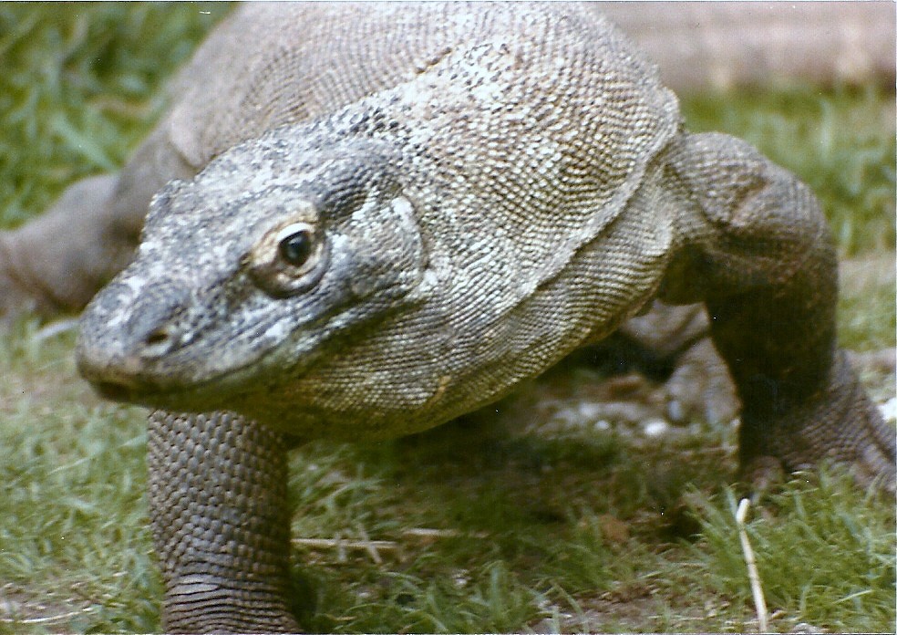 Komodo Dragon - Circa 1984