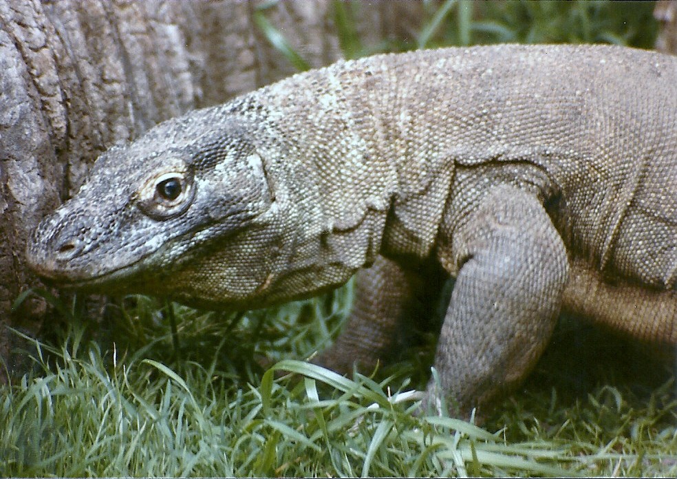 Komodo Dragon - Circa 1984