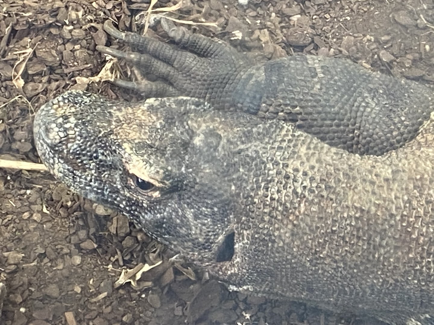 Komodo dragon close up
