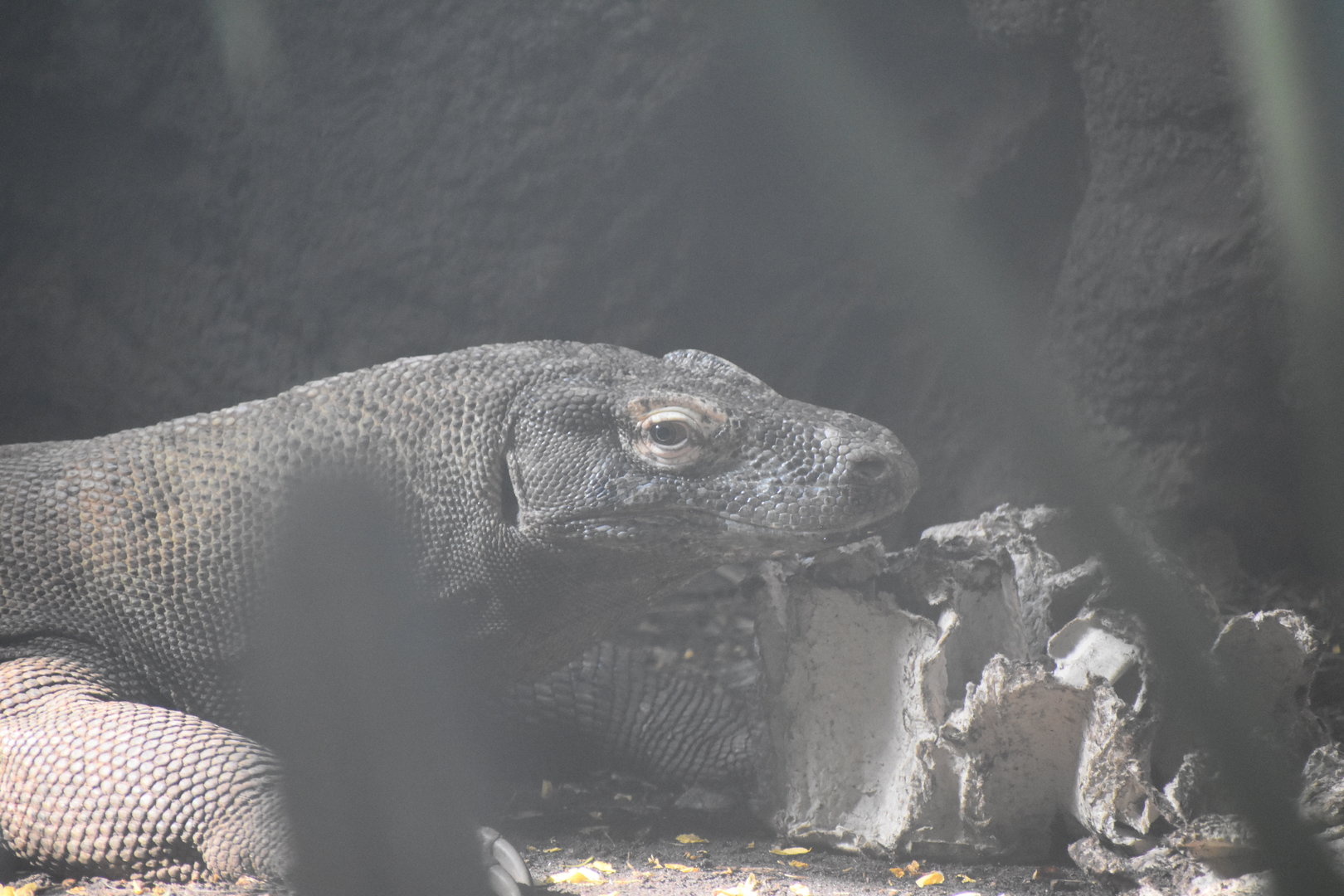 Komodo Dragon Closer