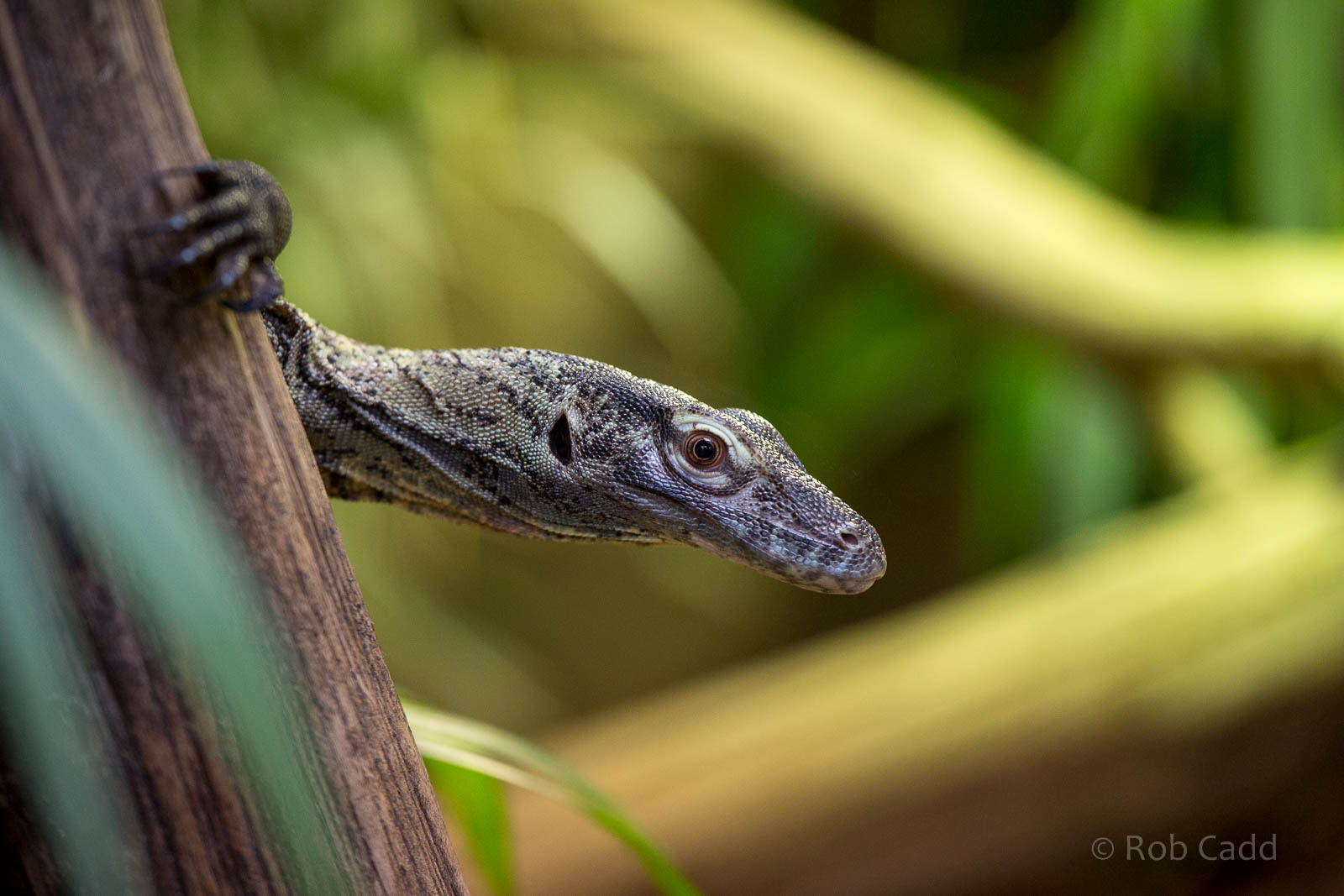 Komodo dragon : Colchester : 18 Oct 2014