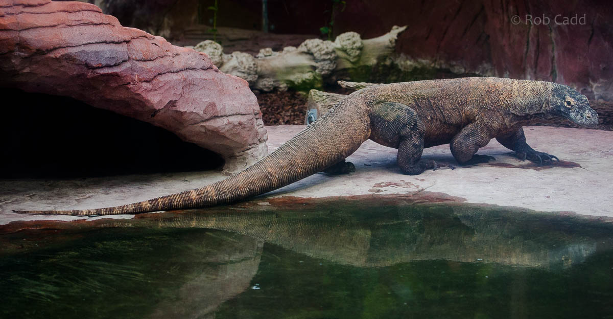 Komodo dragon : Colchester : 19 Sep 2015