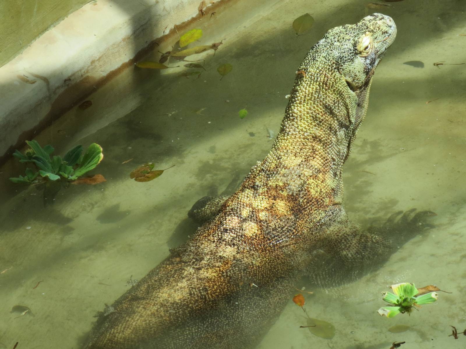 Komodo Dragon Cooling Off