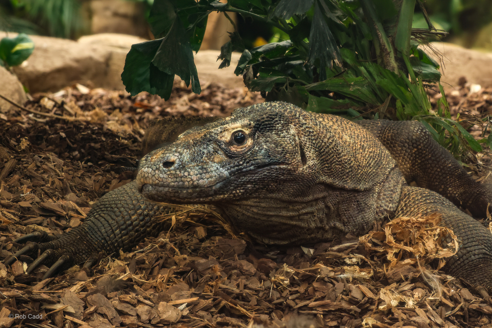 Komodo dragon : Crocodiles of the World : 01 Jun 2024