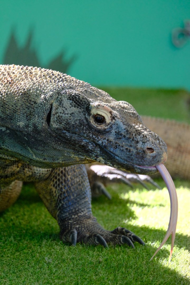 Komodo Dragon - Darling Downs Zoo
