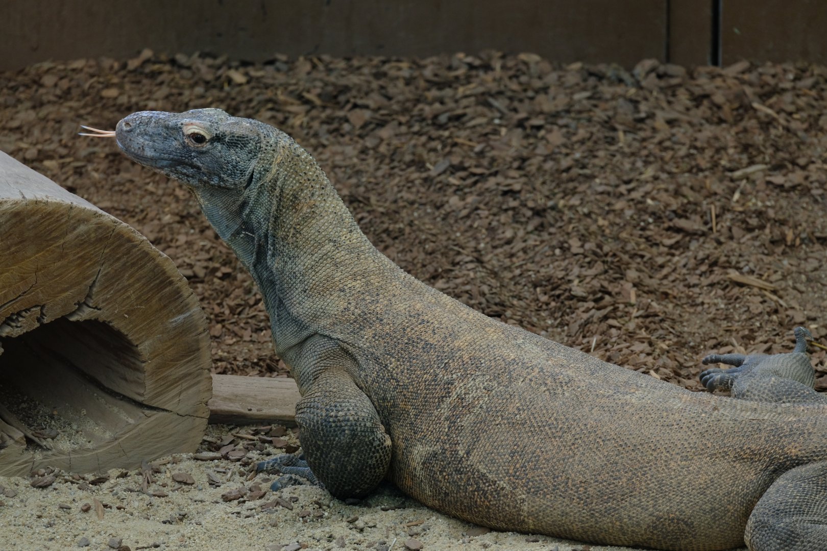 Komodo Dragon - Darling Downs Zoo