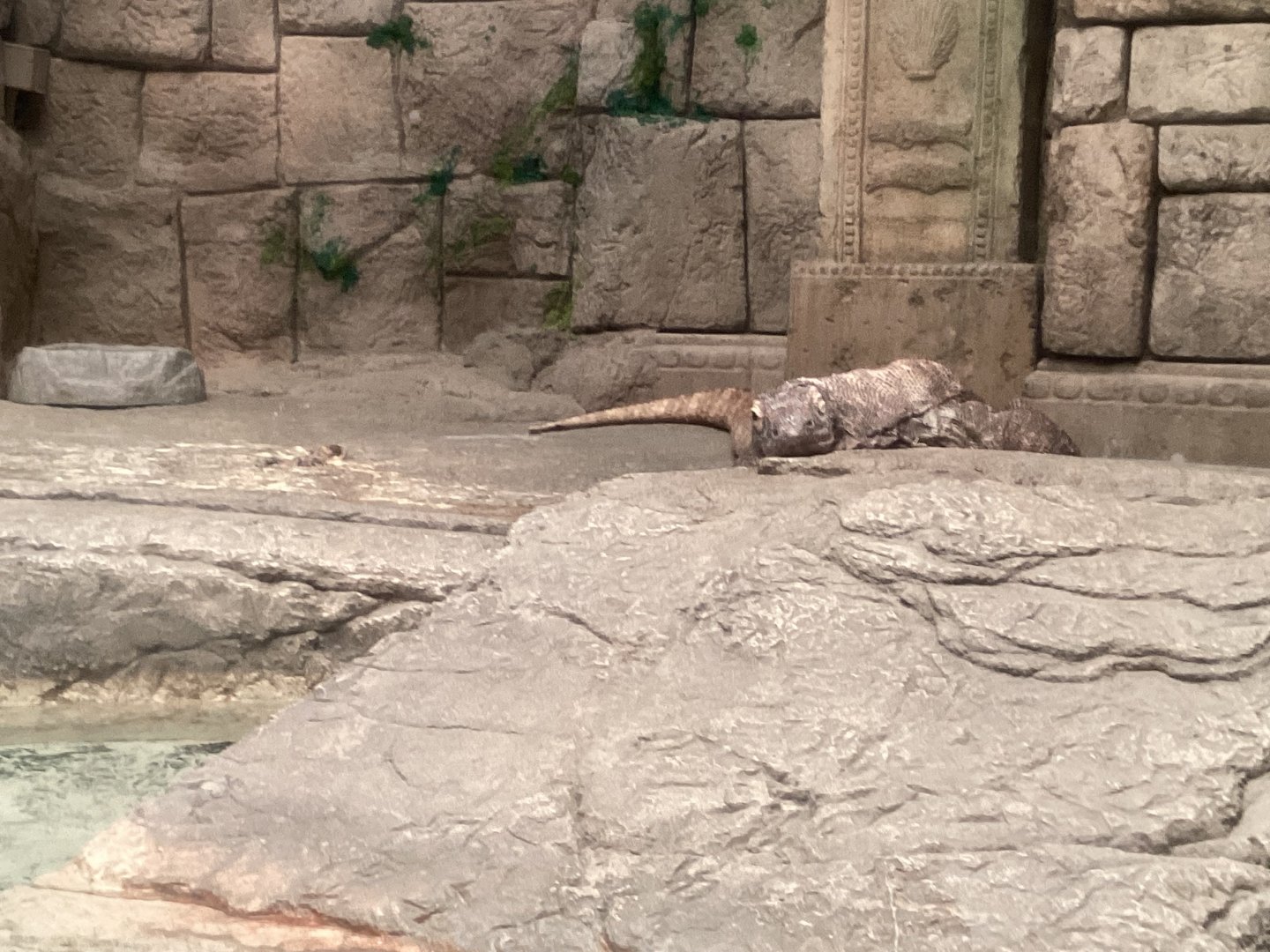 Komodo Dragon - December 20th 2024