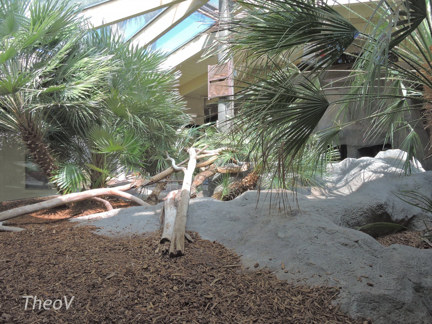 Komodo dragon - Discovery Outpost [2015]