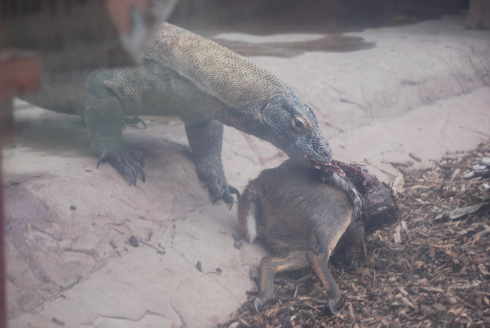 Komodo dragon eating muntjac