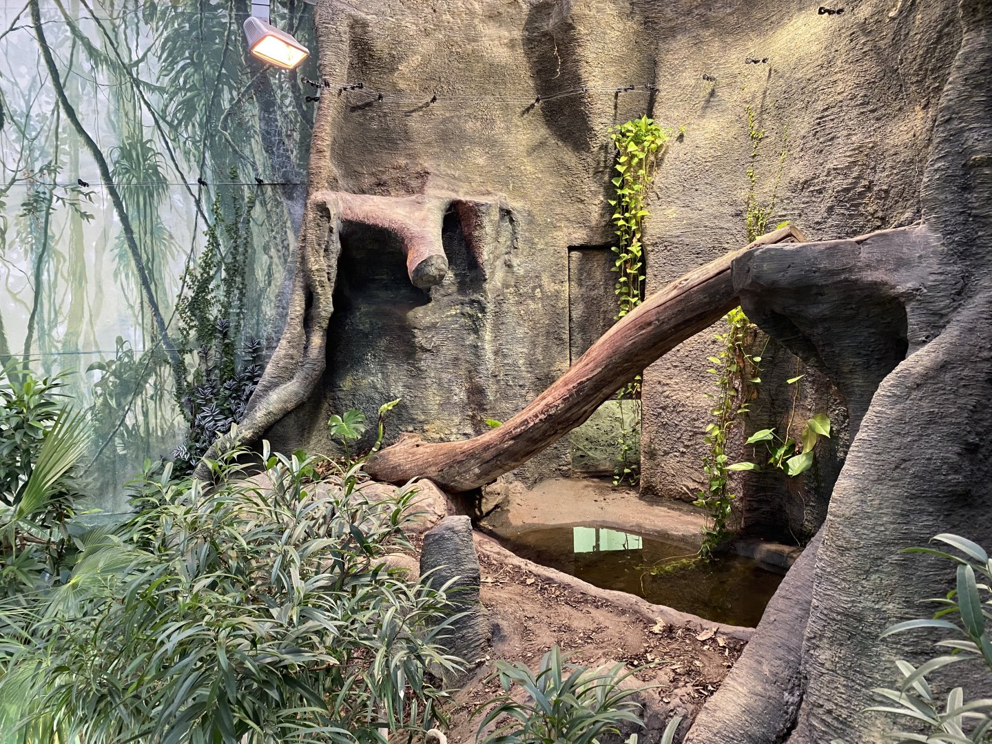 Komodo dragon enclosure 050120