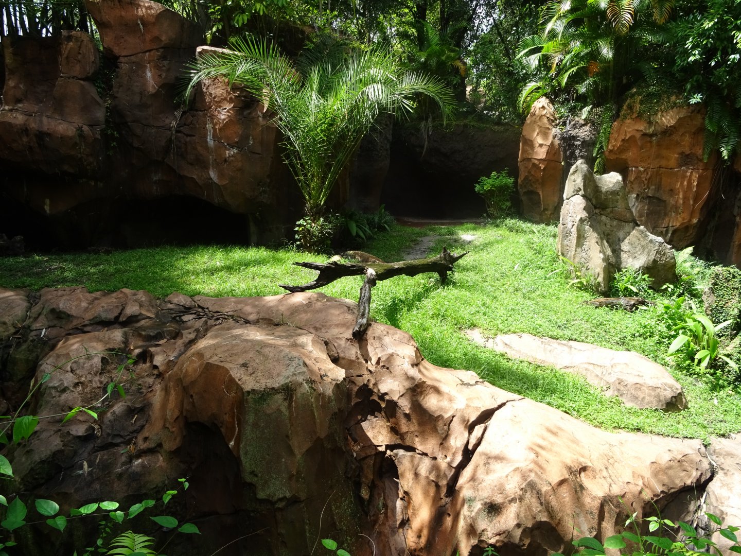 Komodo Dragon Enclosure at Disney's Animal Kingdom (2014)