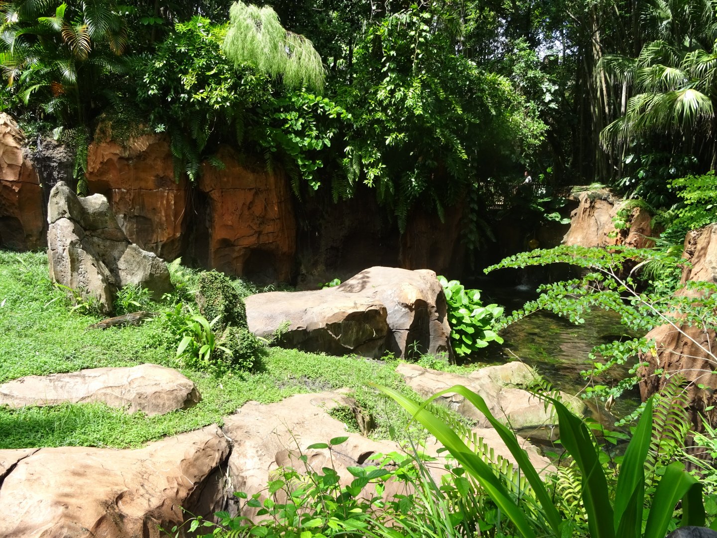 Komodo Dragon Enclosure at Disney's Animal Kingdom (2014)