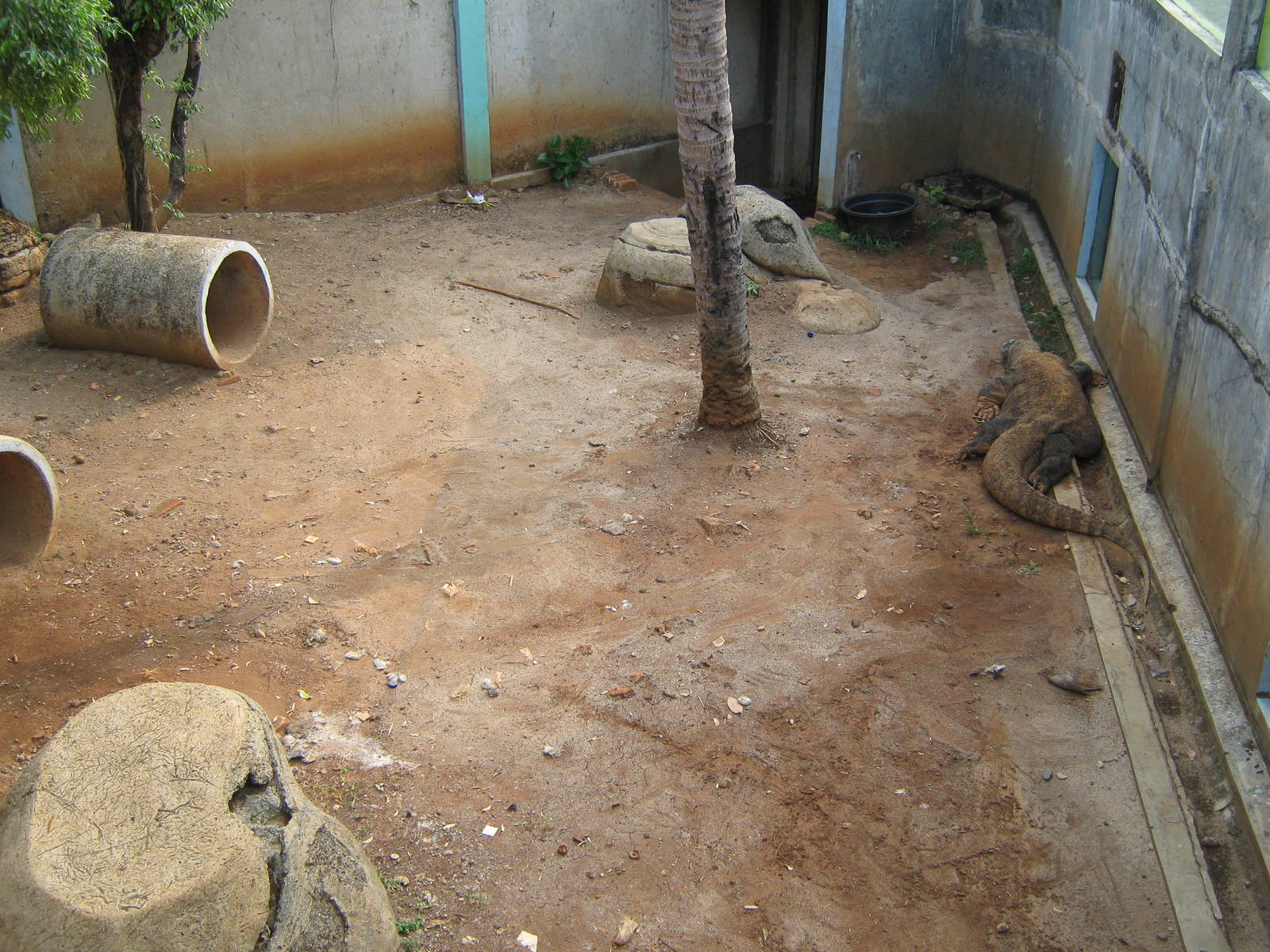 Komodo dragon enclosure at the Reptile Park