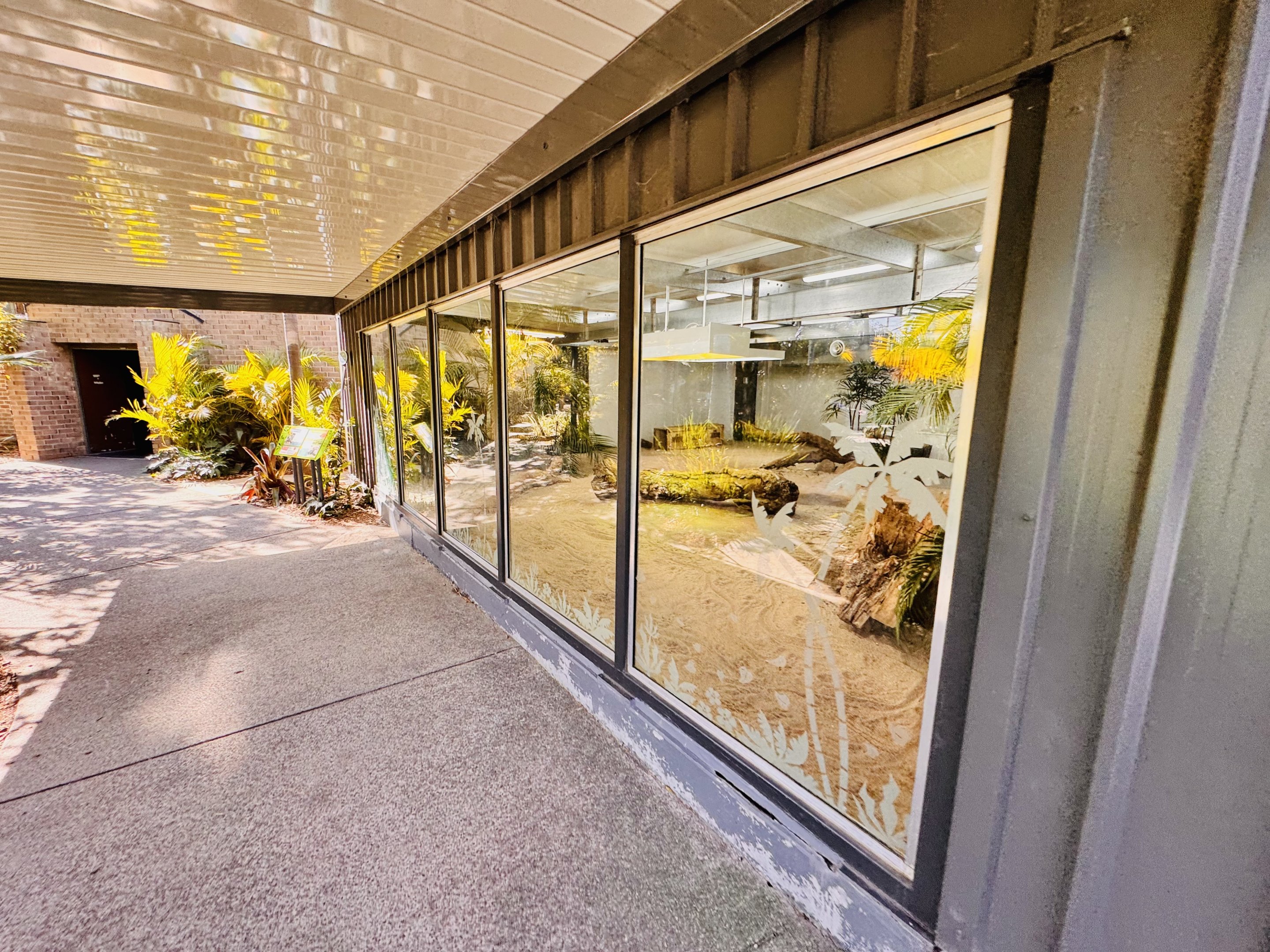 Komodo Dragon enclosure- female