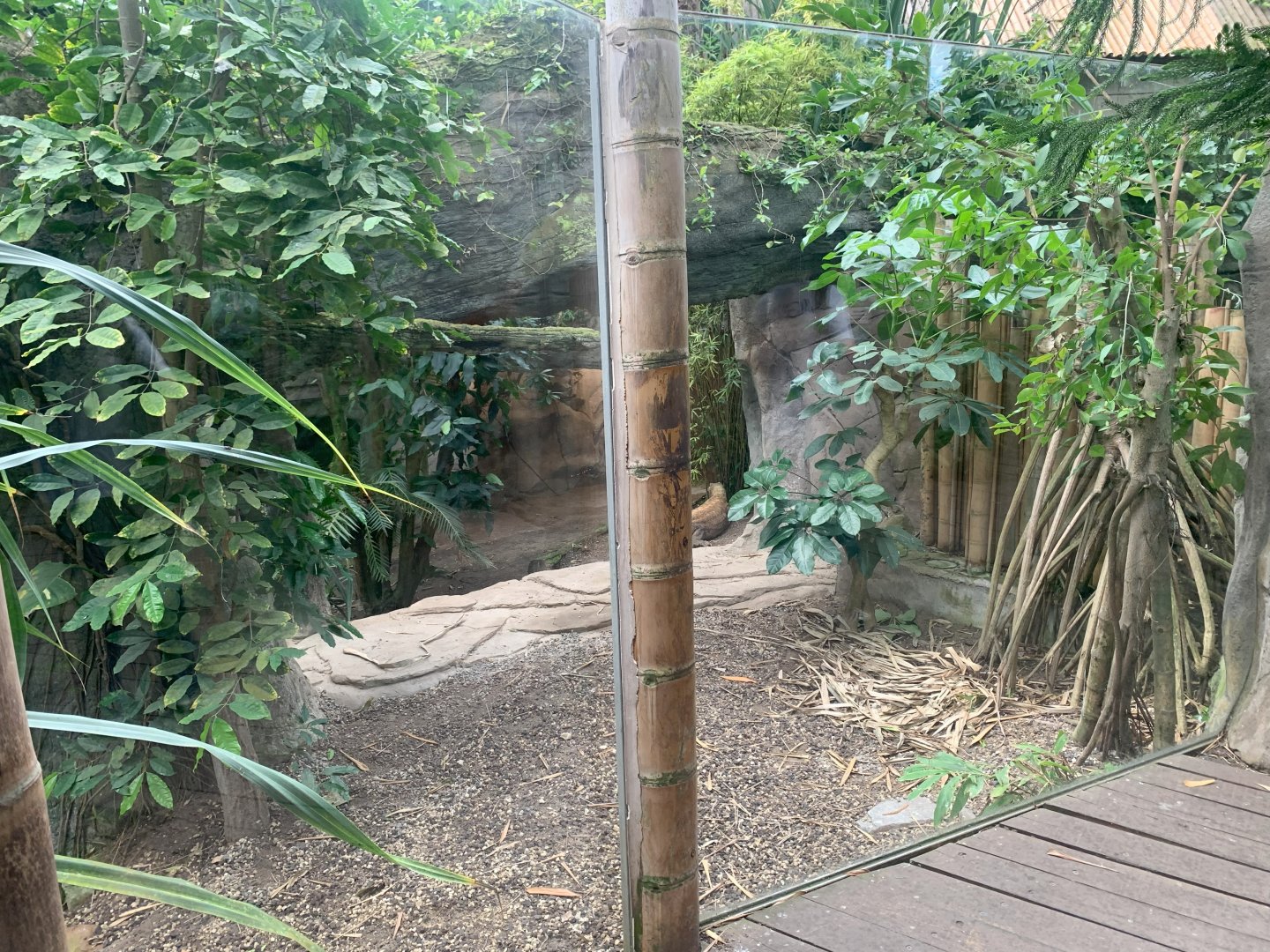 Komodo Dragon enclosure - Gondwanaland