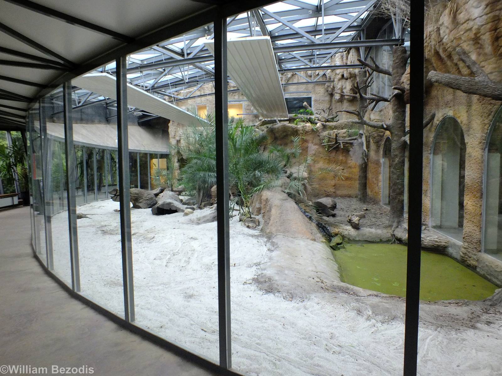 Komodo Dragon Enclosure in Cold-blooded Animals Pavilion