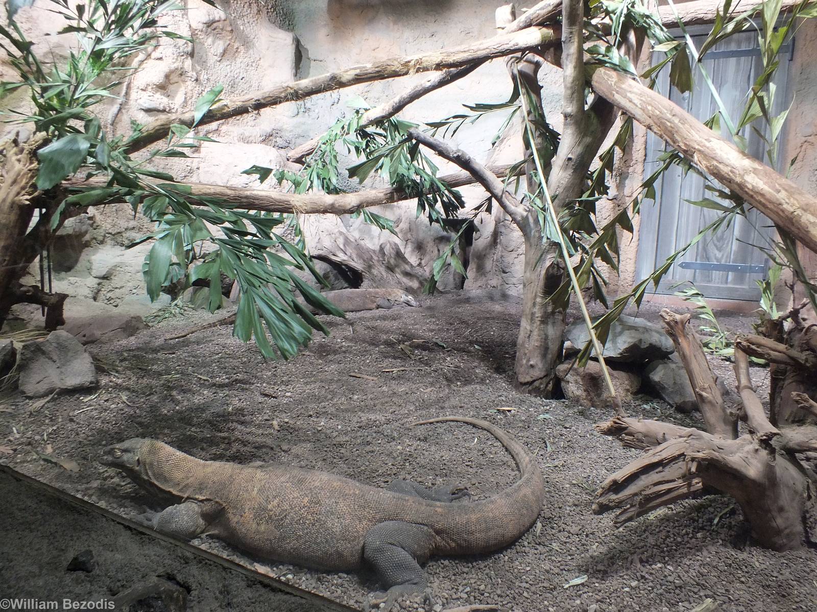 Komodo Dragon Enclosure in Gondwanaland