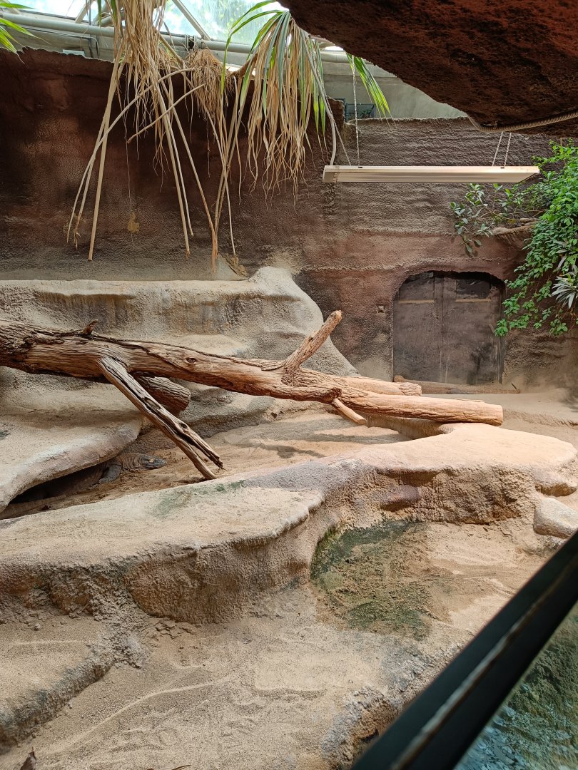 Komodo Dragon enclosure - Indonesian Jungle Pavilion