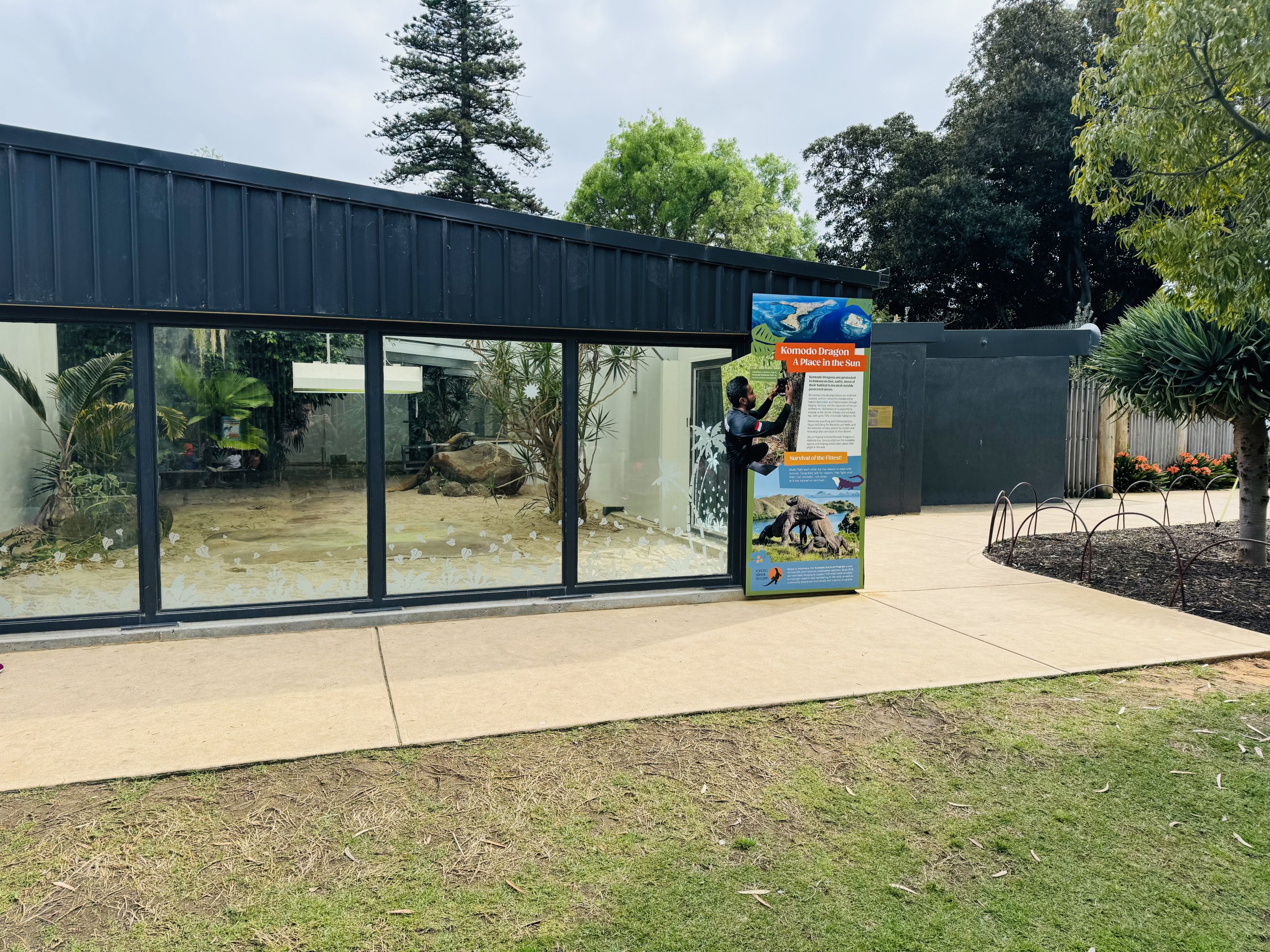 Komodo Dragon enclosure - male