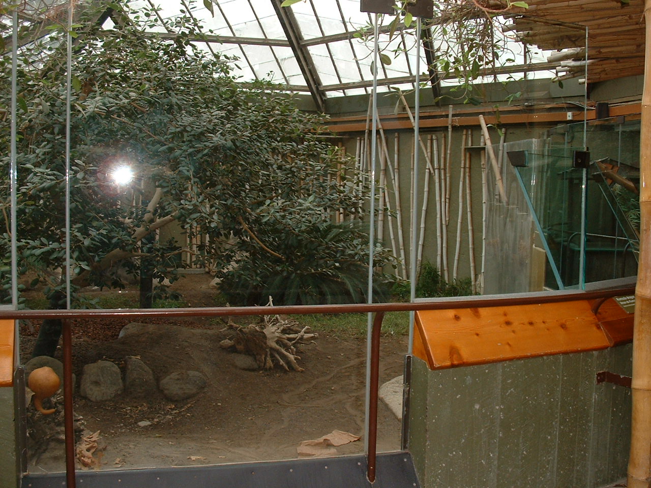 Komodo Dragon Enclosure - Nov 2012