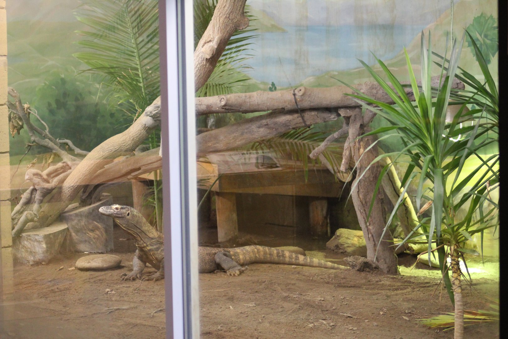 Komodo Dragon Enclosure Part 1
