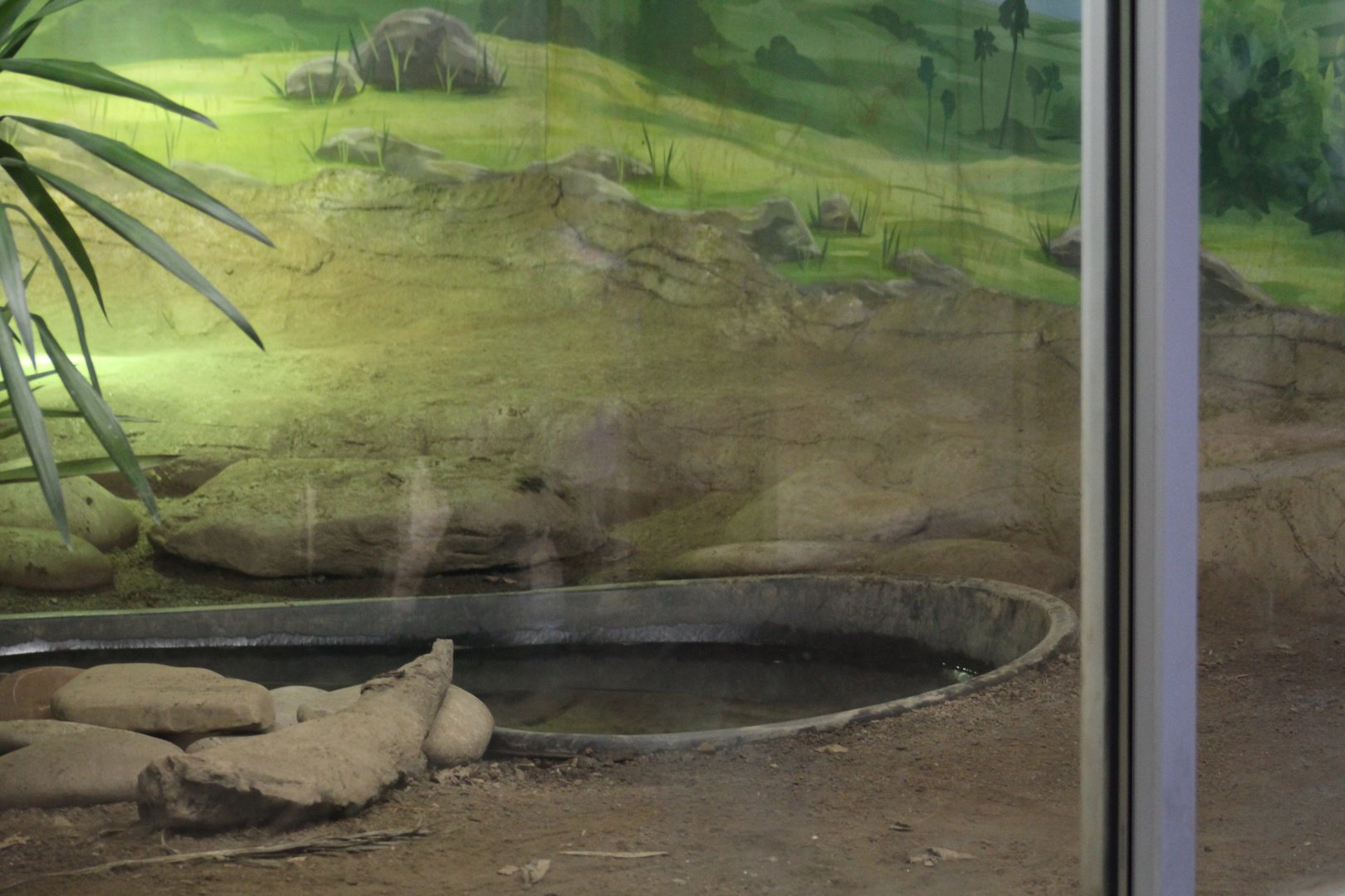 Komodo Dragon Enclosure Part 2