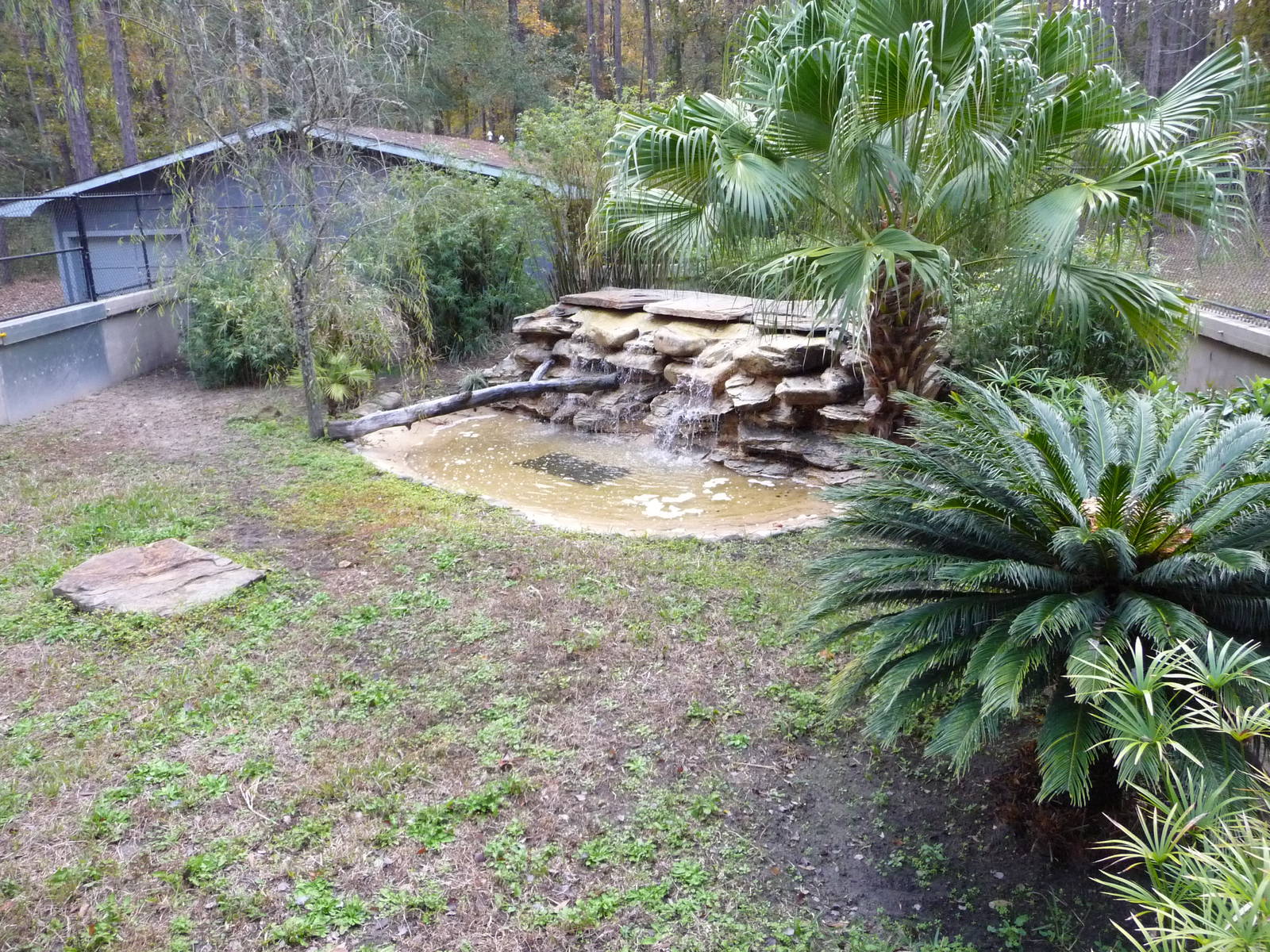 Komodo Dragon Enclosure