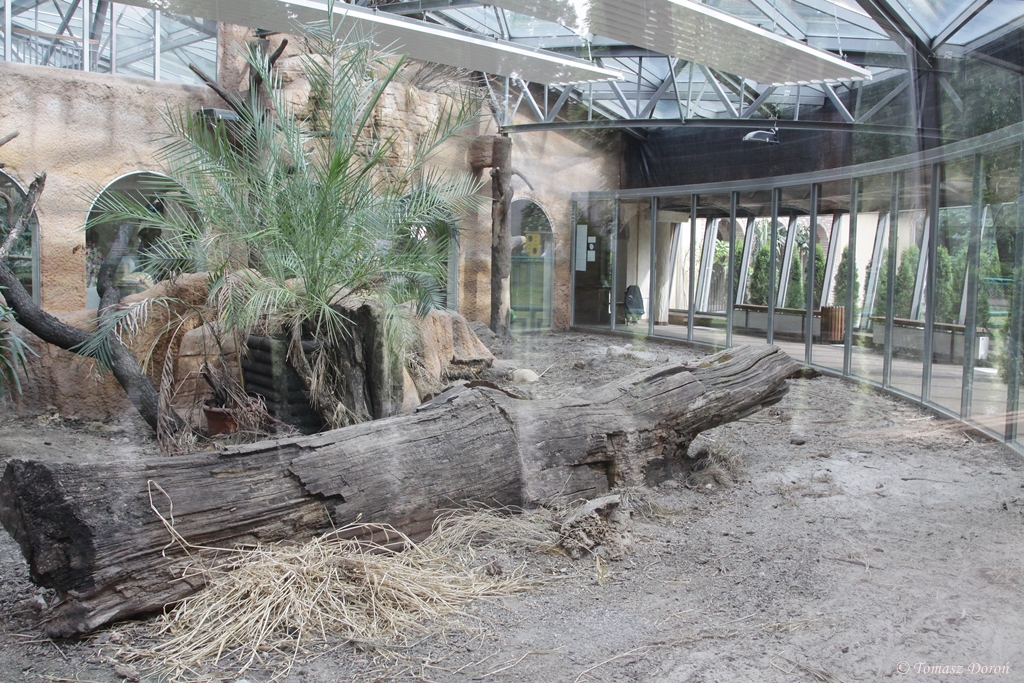 Komodo Dragon enclosure