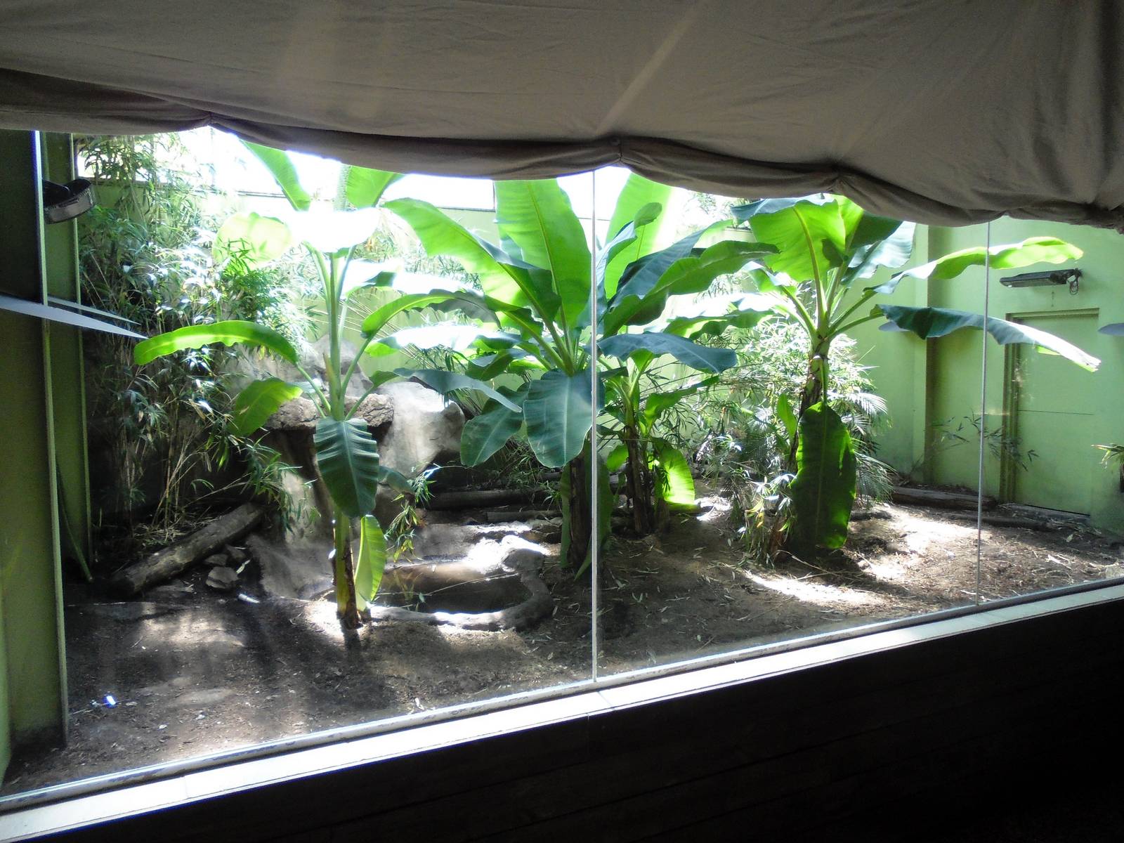 Komodo Dragon Enclosure