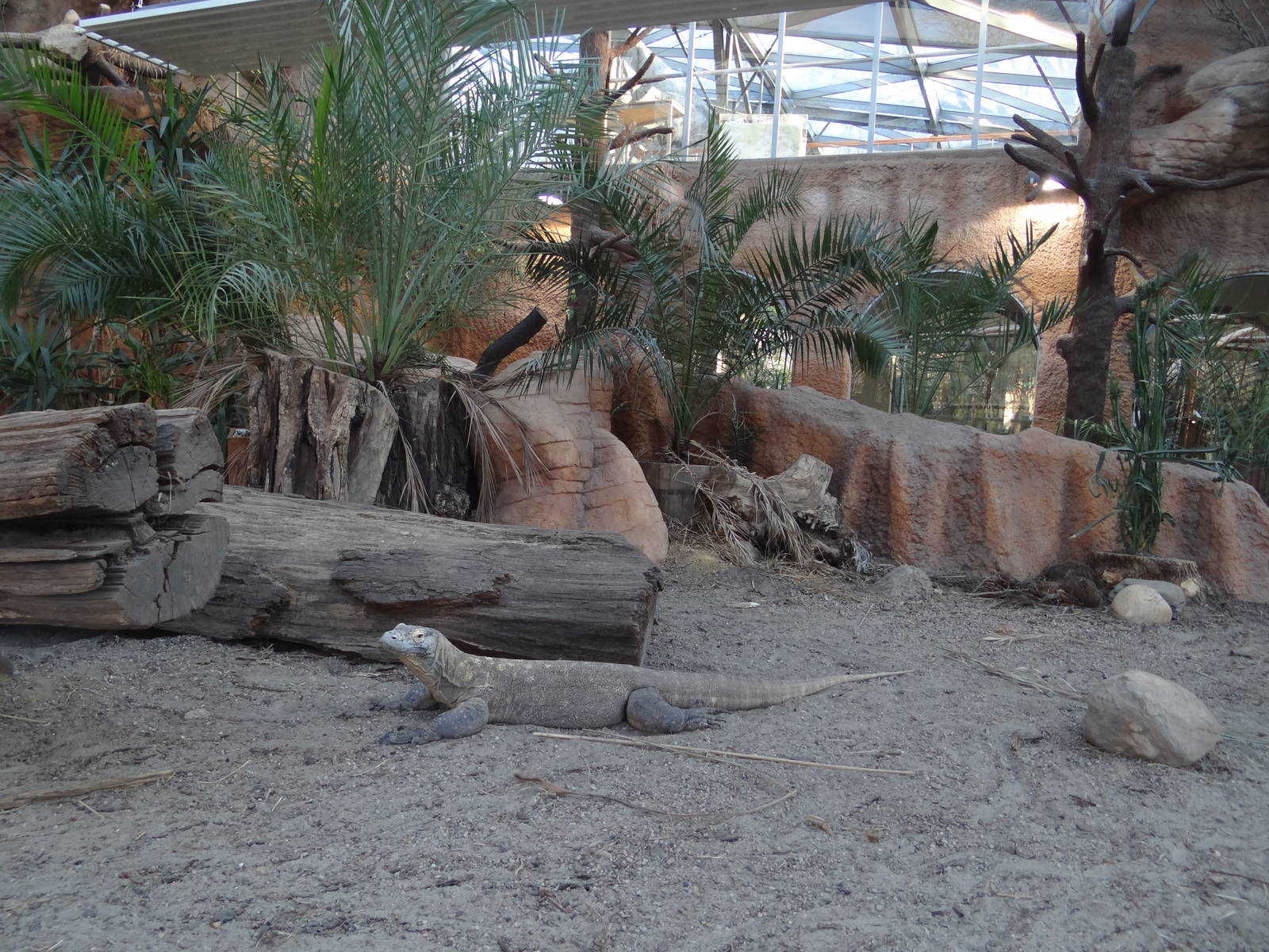 Komodo dragon enclosure