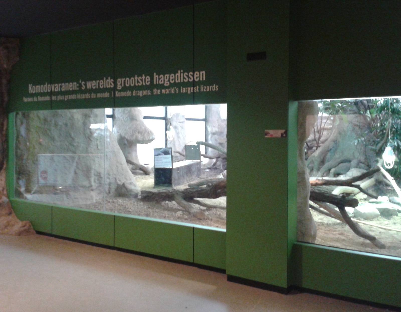 Komodo dragon enclosure