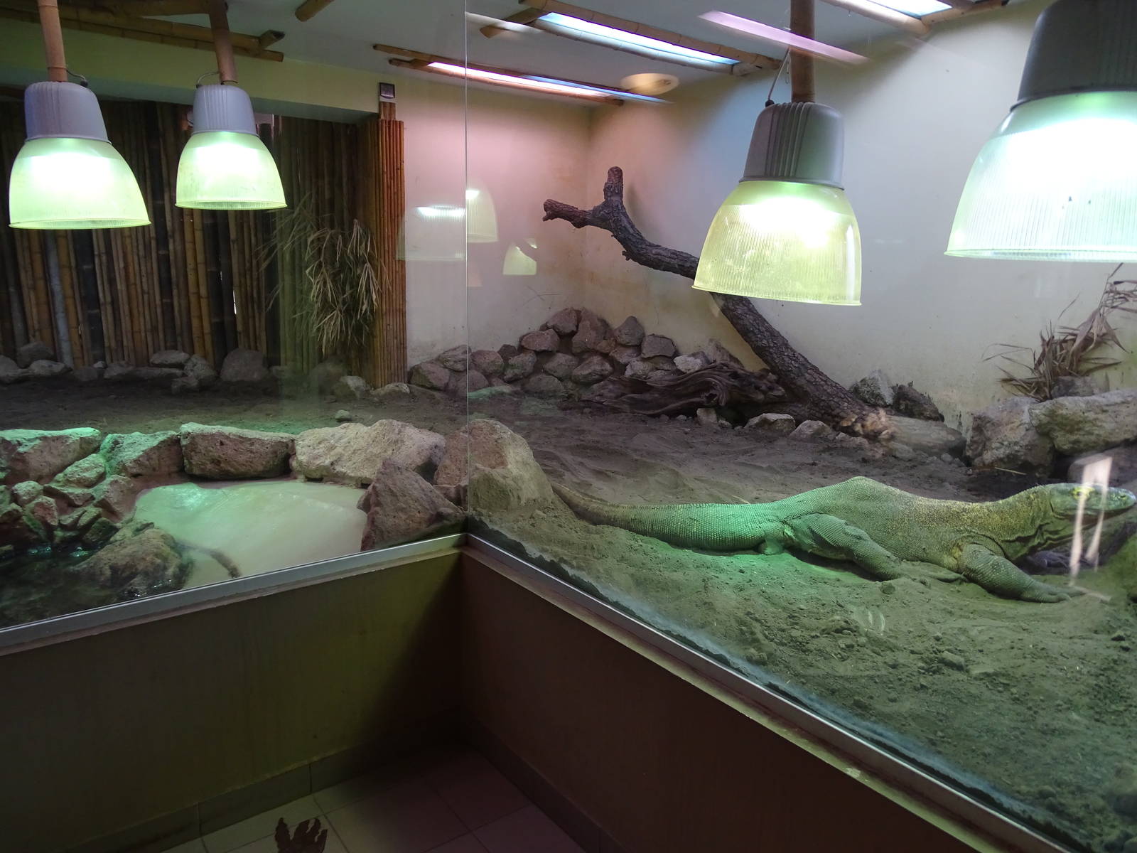 Komodo dragon enclosure