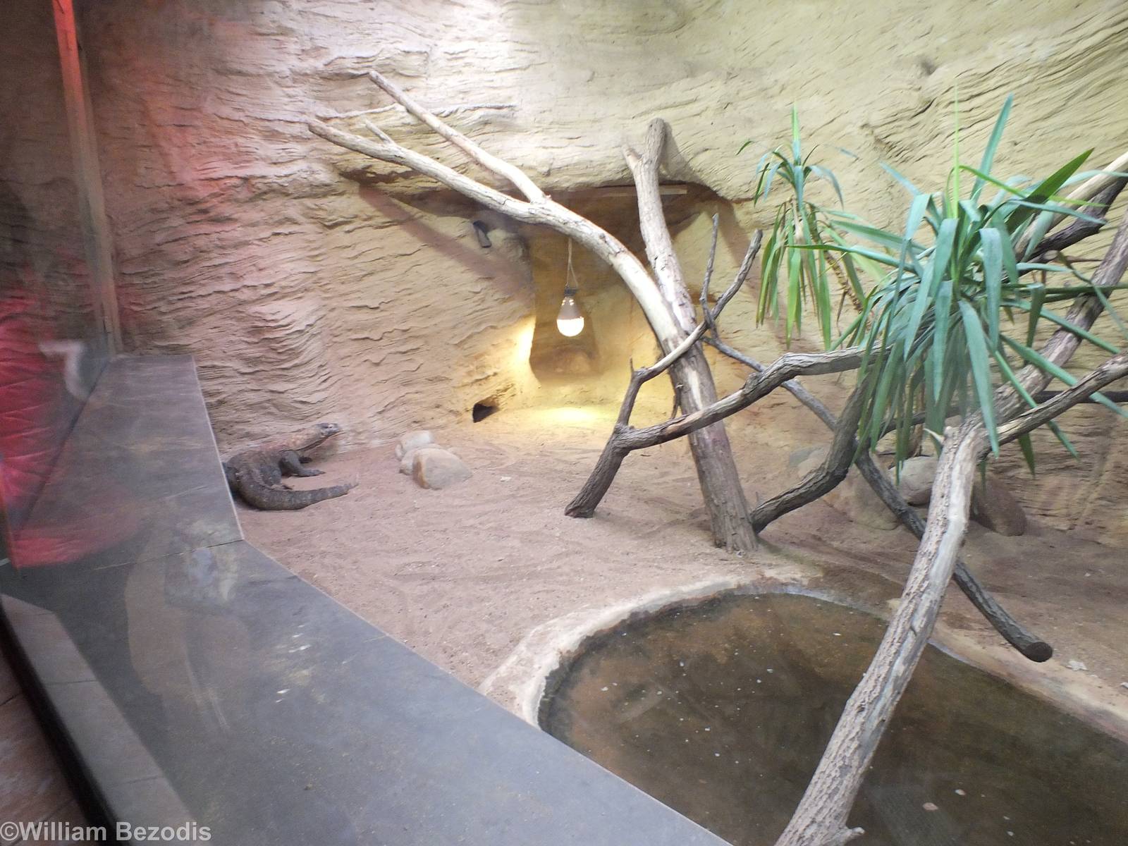 Komodo Dragon Enclosure