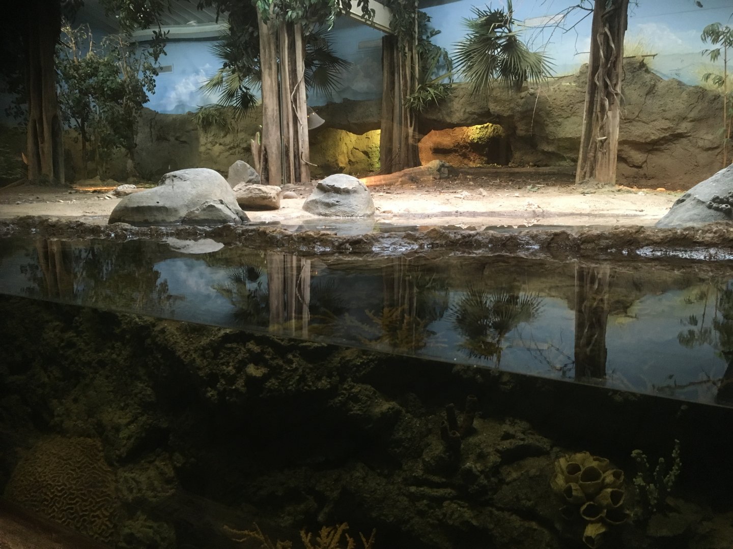 Komodo dragon enclosure